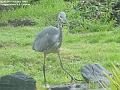 2004-1008heron